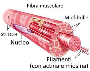 fibre_muscolari