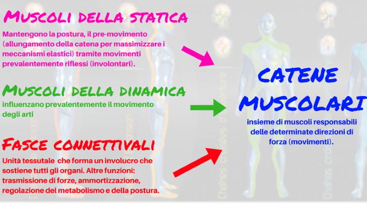 Muscoli-della-statica-2 Muscoli-della-statica-2