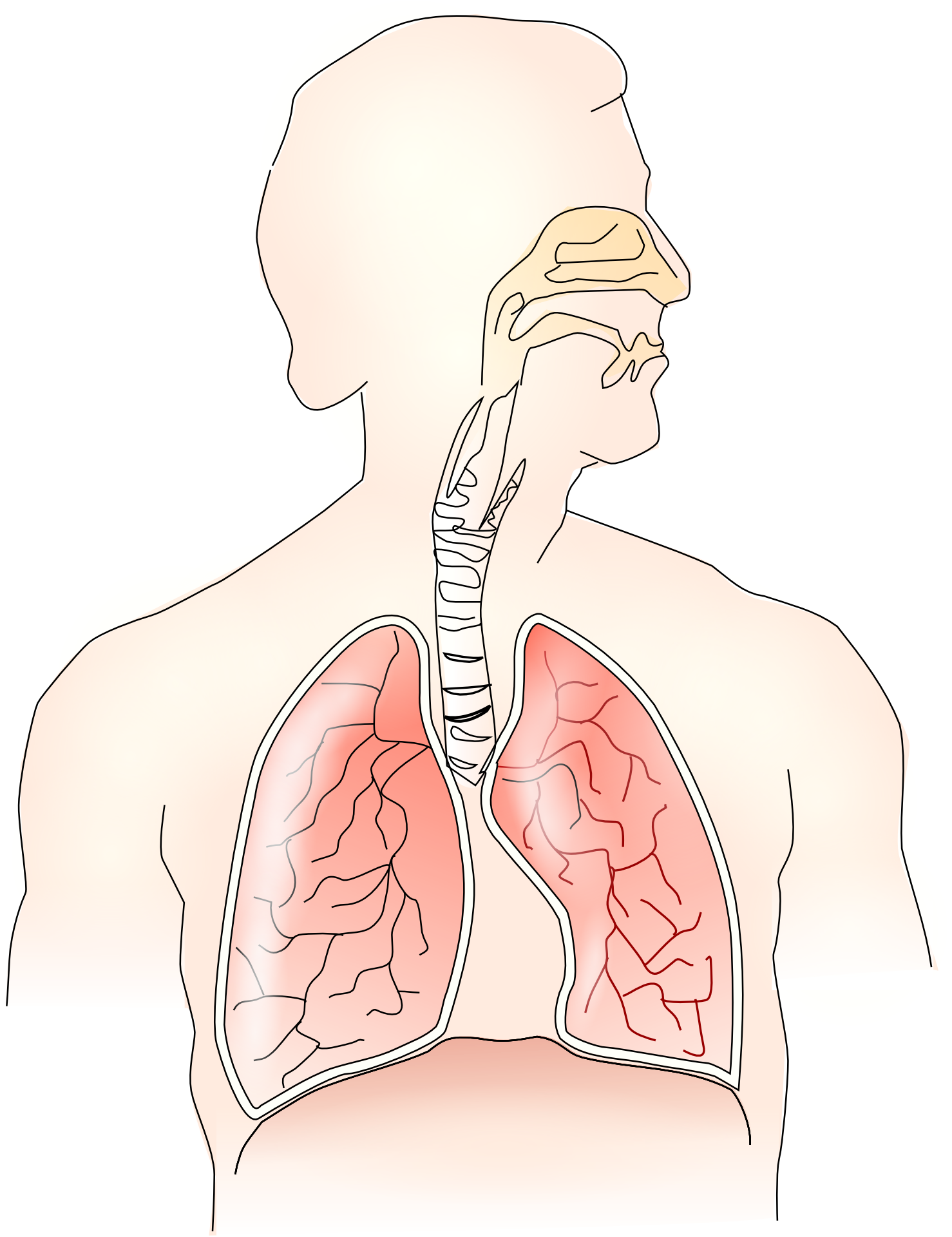 anatomy-145696
