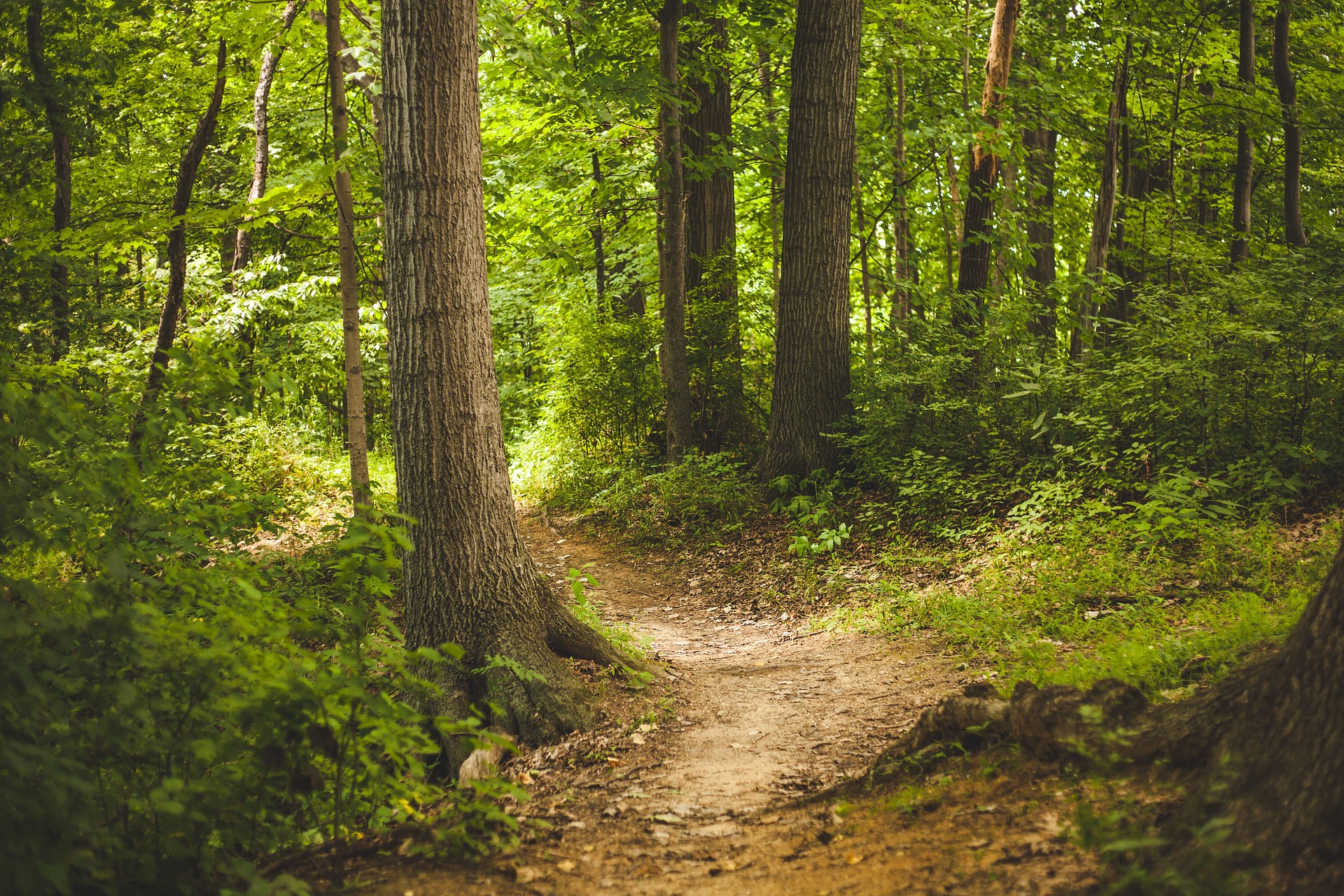 forest-1868028_1920